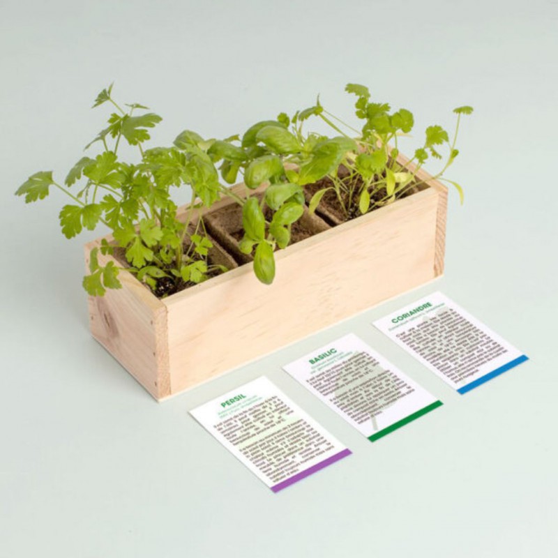 Voir la slide Resetea - Mini potager d'herbes aromatiques (coriandre, persil et basilic)