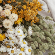 Fleurs séchées et plantes